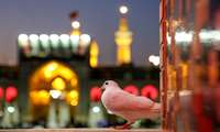 برپایی موکب الشهدای وزارت جهادکشاورزی در مشهد مقدس
