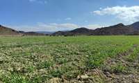 بیش از ۵۰۰هکتار دیم زار درشهرستان سراوان به زیر کشت گندم رفت