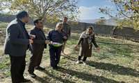 212 هکتار سطح زیر کشت گیاهان دارویی در شهرستان بم 