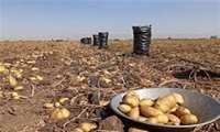 ذخیره‌سازی ۵ هزار تن سیب‌زمینی در کردستان