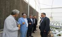 بازدید اسکندری مدیرعامل شرکت شهرک های‌کشاورزی از شهرک گلخانه‌ای زعن شهرستان شوش استان خوزستان