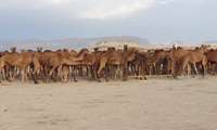 بازدید از ایستگاه شترداری روستای بونجی شهرستان جاسک 