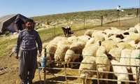 برآورد افزایش ۲۵ درصدی تولیدات دامی عشایراستان کرمانشاه 