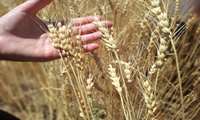 مخلوط کشی و خالص سازی در مزارع بذری ضروری است 