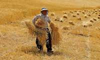 خرید تضمینی گندم در خراسان‌رضوی رکورد زد