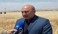 افزایش هفت میلیون تنی تولید گندم کشور در دولت سیزدهم