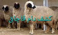 عزم ها برای مبارزه با قاچاق دام در استان سمنان جدی است