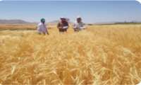 تحول در کشاورزی دیم کردستان با معرفی ارقام جدید و حمایت موسسه دیم کشور