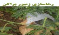 هم اکنون زمان مبارزه بیولوژیک با کرم پیله‌خوار نخود است 