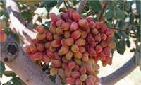 پایین بودن نیاز آبی و اقتصادی بودن از مزایای توسعه باغات پسته در کرمانشاه