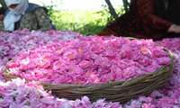 ۲۰ اردیبهشت ، به عنوان روز ملی گل محمدی و گلاب در تقویم رسمی کشور ثبت شد