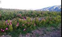  آغاز برداشت گل محمدی در ۳۴۰ هکتار از گلستان‌های اردبیل