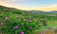 استان فارس ، بزرگترین دشت دیم گل محمدی در دنیا و قطب نخست تولید گل محمدی در ایران