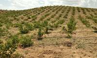 آغاز برداشت گل‌محمدی از گلستان‌های شهرستان دامغان