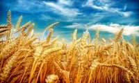 راهی که در گندم رفتیم؛خودکفایی با مشارکت مردم