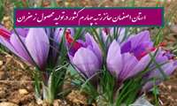 استان اصفهان حائز رتبه چهارم کشور درتولید محصول زعفران