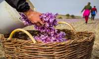 محصولی که برای برداشت آن بیش از ۱۲ هزار نفر راهی شهرستان زاوه در خراسان رضوی می‌شوند