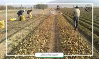  برداشت سیب زمینی از مزارع کشاورزی استان زنجان