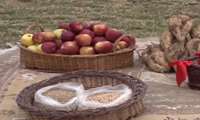 آیین شکر گزاری و جشن برداشت محصولات کشاورزی(خرمانان) کردستان 