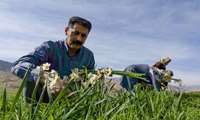 سرمایه گذاری افزون بر ۲ همت برای طرح های اشتغال زایی جهاد کشاورزی لرستان