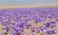 سه هزار هکتار زمین‌ از مه ولات زیر کشت زعفران رفت