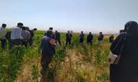 برگزاری کاروان ترویجی بهره وری ویژه الگوی کشت شهرستان چادگان استان اصفهان 