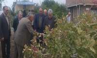 بازدید رئیس سازمان جهاد کشاورزی آذربایجانغربی از باغات پسته شهرستان میاندوآب 