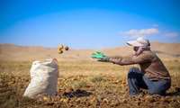  ۹۸ درصد از محصولات کشاورزی، محصولات سالمی هستند