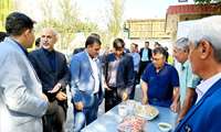 برپایی سومین جشنواره برداشت پسته در شهرستان ملارد به مناسبت روز ملی روستا و عشایر/برداشت ۱۲ تن پسته از هر هکتار باغ‌های ملارد