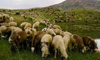 کاهش چشمگیر دام کلات جبران شد