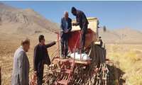 کشت مکانیزه گیاهان دارویی برای نخستین بار در دیمزارهای چهارمحال و بختیاری