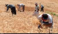 ماندن کشاورزان در چرخه تولید نیازمند حمایت‌های به موقع صندوق بیمه کشاورزی