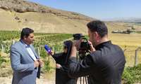 ارقام زودرس انگور چهارمحال و بختیاری جایگزین رقم‌های قدیمی می‌شود