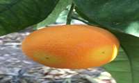  احتمال طغیان آفت مگس میوه مدیترانه ای در باغات مرکبات جنوب کرمان