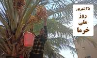 تولید سالیانه بیش از 200 تن خرمای مرغوب در خور و بیابانک 
