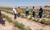 پایش مزارع کشت پاییزه گوجه‌فرنگی در دشتستان