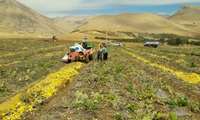 کشت کدوی آجیلی برای نخستین بار در شهرستان شهرکرد استان چهارمحال وبختیاری 