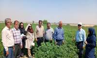 کشت موفقیت آمیز گیاه گوار برای اولین بار در دشتستان 