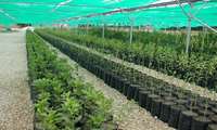 توزیع ۵۰۰ اصله نهال توت اصلاح شده در خوشاب خراسان رضوی