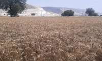 آغاز برداشت گندم در شهرستان پارسیان
