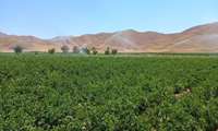  تجهیز بیش از ۷۲ هزار هکتار از اراضی استان  به سامانه های نوین آبیاری در چهارمحال و بختیاری