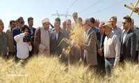 حضور معاون‌ وزیر جهاد کشاورزی در آیین آغاز عملیات برداشت گندم در استان هرمزگان /پیش‌بینی تولید بیش از ۱۱ میلیون تن گندم در کشور