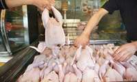 تـولـیـد بیش از 1500  تــن گـوشـت سـفـیـد در مــرغداری های هندیجان