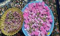 برداشت گل محمدی در شهرستان کارون