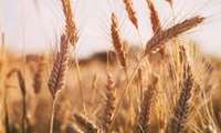 آغاز برداشت گندم از گندمزارهای امیدیه 