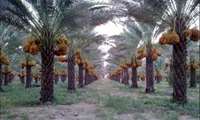 طرح تکثیر و اصلاح نخیلات از طریق کشت بافت در استان بوشهر