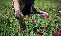 توسعه کشت گیاهان دارویی در سلطانیه