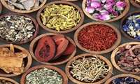 توسعه کشت گیاهان دارویی زنجان بالغ بر 500 هکتار 
