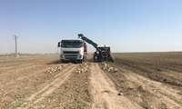 آغاز برداشت چغندر قند در کارون