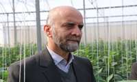 در دهه مبارک فجر سطح زیر کشت گلخانه های لرستان به ۱۲۸ هکتار می رسد